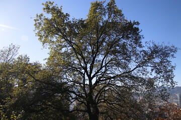 Tree in the forest in an autumn day