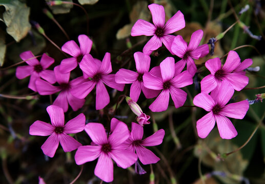 Closeup of pink wood sorrel or windowbox wood-sorrel flowers
