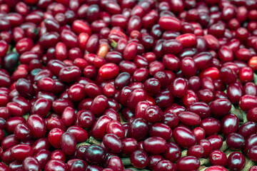 Fresh dogwood red berries background. Fresh cornel berries.Selective focus.