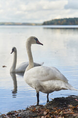 White swans swim in the lake. Kaliningrad region.