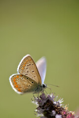 Common blue butterfly - Polyommatus icarus