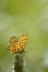Arctic fritillary - purplish fritillary - Boloria chariclea