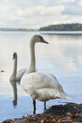 White swans swim in the lake. Kaliningrad region.