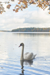 White swans swim in the lake. Kaliningrad region.
