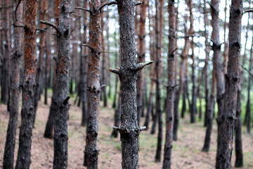 Spruce forest. Conifer forest. Young trees trunks.