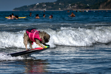 Little surfer dog surfing the waves on a colorfull surf table in the Sayulita beach, Nayarit, Mexico