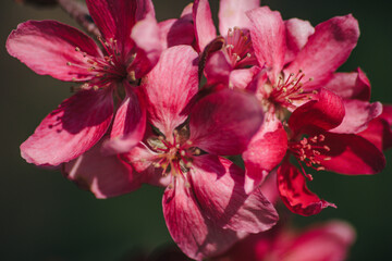 Flores en Buenos Aires