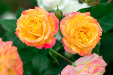Bud and flower of a bright yellow-pink rose Gartenspass cultivar in greenery in the garden on a bush