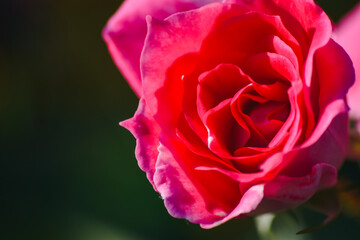 Flores en Buenos Aires