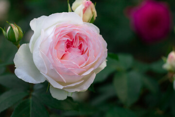 Flower and buds of pink rose variety Stephanie Baronin zu Guttenberg on the background of greenery on a bush