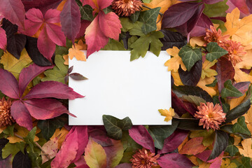 Naklejka na ściany i meble Autumn composition of colorful leaves with white card background. Flat lay, top view, copy space