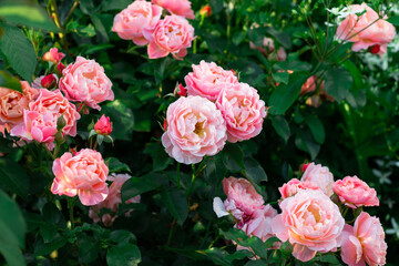 Flowers and buds of a delicate pink rose variety Marie Curie on the background of greenery in the garden on a bush