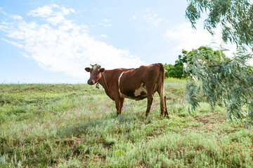 the cow grazes against the sky, cow in the summer day, green grass