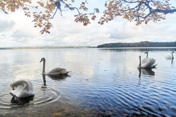 White swans swim in the lake. Kaliningrad region.