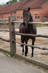 Adult brown horse in the paddock at the stud farm