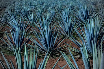 Patrones naturales. Campos de agave azul en el pueblo mágico de Tequila, Jalisco, México. 