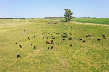 Fototapeta na wymiar Cows in the coutryside, aerial view,La Pampa, Argentina.