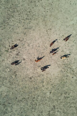 Troop of horses, on the plain, in La Pampa, Argentina