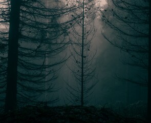 Creepy foggy forest with coniferous trees, fog, mist. Gloomy magical landscape at autumn/fall. Jeseniky mountains, Eastern Europe, Moravia.  .
