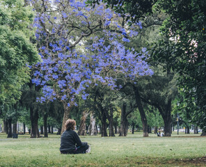 Jacarand&aacute; en Buenos Aires
