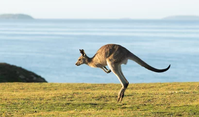 Foto op Plexiglas Eastern Grey Kangaroos at Dawn © Janelle