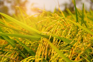 Rice field in harvest season
