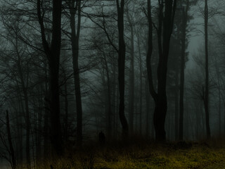 Fototapeta premium Creepy beech trees forest in Jeseniky mountains at autumn. Gloomy hilly foggy landscape, tree trunks. Jeseniky mountains, Eastern Europe, Moravia. .