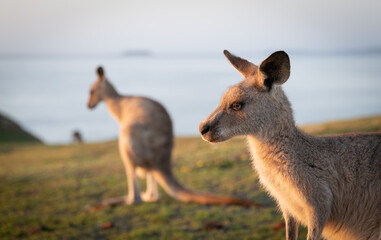 Eastern Grey Kangaroos at Dawn