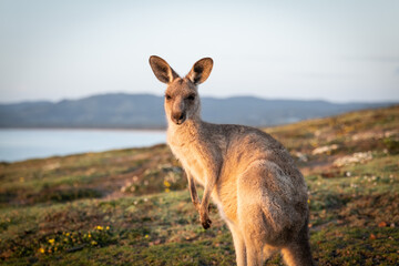 Eastern Grey Kangaroo at Dawn