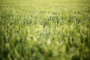 Green grass background in sunny summer day