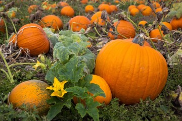 Orange pumpkins in a field