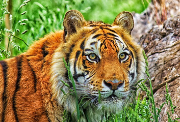 Wild bengal tiger with yellow eyes looking at camera