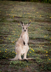 Eastern Grey Kangaroos at Dawn