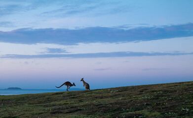 Eastern Grey Kangaroos at Dawn