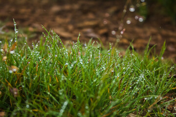 dew on grass