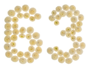Arabic numeral 63, sixty three, from cream flowers of chrysanthemum, isolated on white background