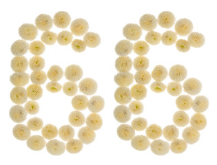 Arabic numeral 66, sixty six, from cream flowers of chrysanthemum, isolated on white background