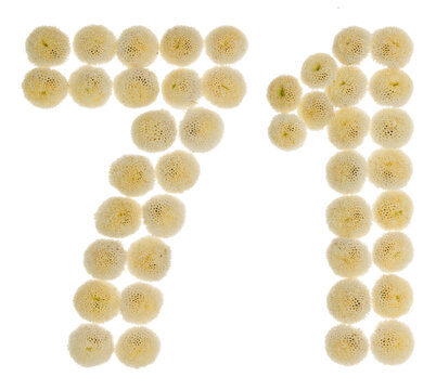 Arabic numeral 71, seventy one, from cream flowers of chrysanthemum, isolated on white background