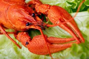 Close-up of boiled crayfish on a lettuce leaf