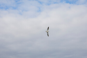 Awesome shot of a bird while flying