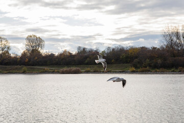 Awesome shot of a bird while flying