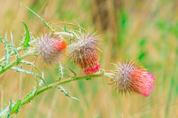 La diversidad de flores de las altas monta&ntilde;as