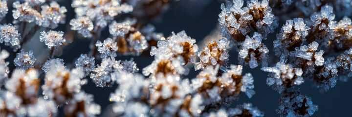 Beautiful crystals of rime ice on plants during frosts. Macro shot of hoarfrost on inflorescences. Natural background with hoarfrost on the grass. Cold weather. Winter nature. Close-up. Wide panorama.