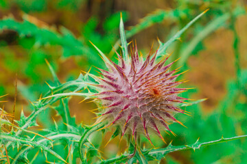 La diversidad de flores de las altas montañas