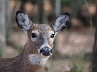 closeup of female whitetail deer in forest