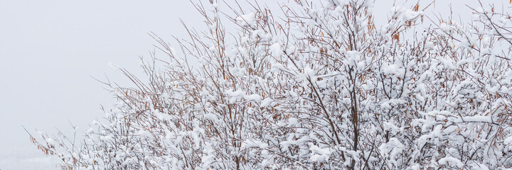Snow on the branches of trees and bushes after a snowfall. Beautiful winter background with snow-covered trees. Plants in a winter forest park. Cold snowy weather. Cool texture of fresh snow. Closeup.