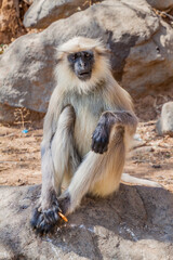 Langur monkey with a biscuit at Girnar Hill, Gujarat state, India