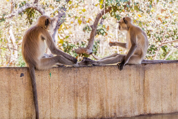 Langur monkeys at Girnar Hill, Gujarat state, India