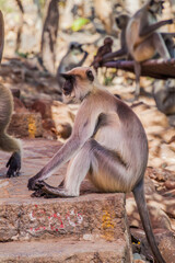 Langur monkeys at Girnar Hill, Gujarat state, India