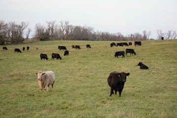 cows grazing in a field